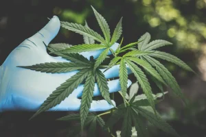 fleur de cbd pour le sommeil