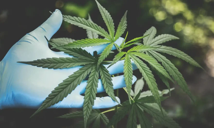 fleur de cbd pour le sommeil